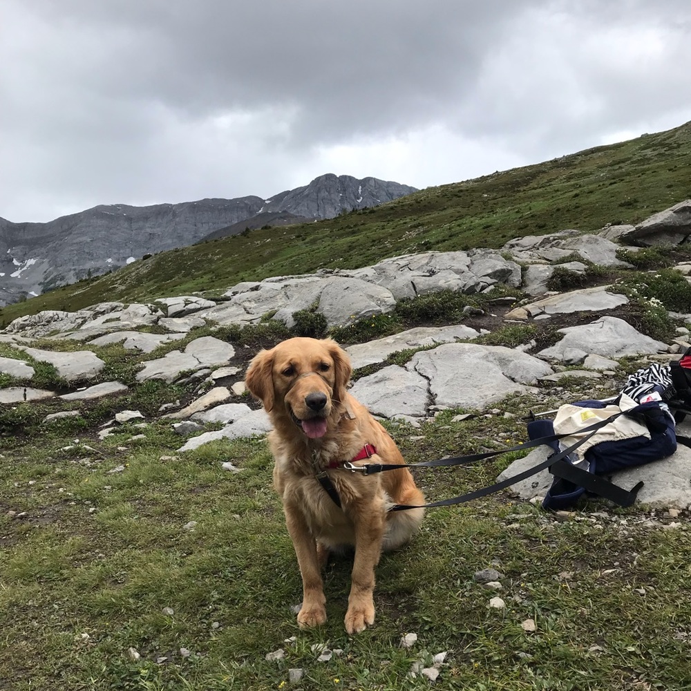 Meet your Posher, Tara